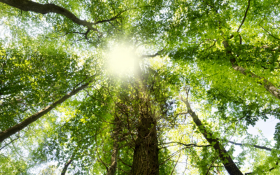 Aceptación: Otra oportunidad en la vida