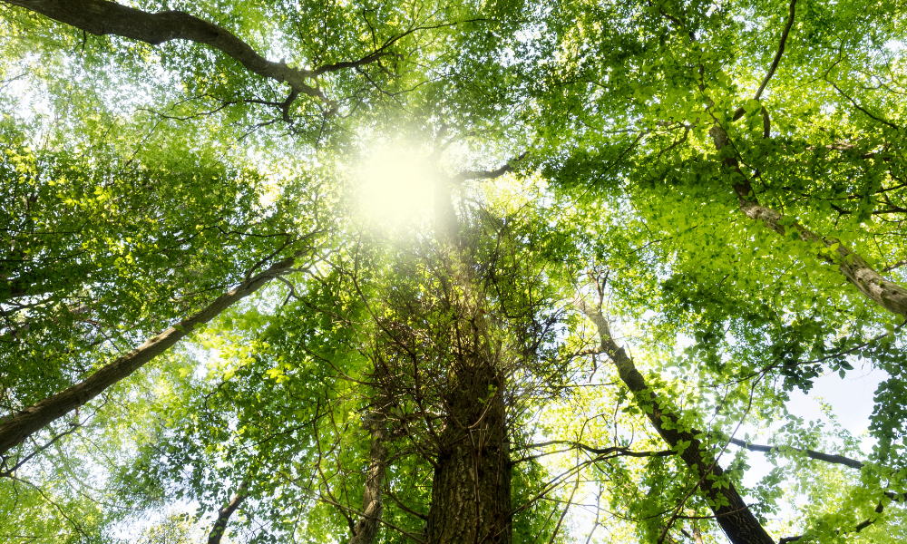 Aceptación: Otra oportunidad en la vida